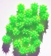 Silicone Beads